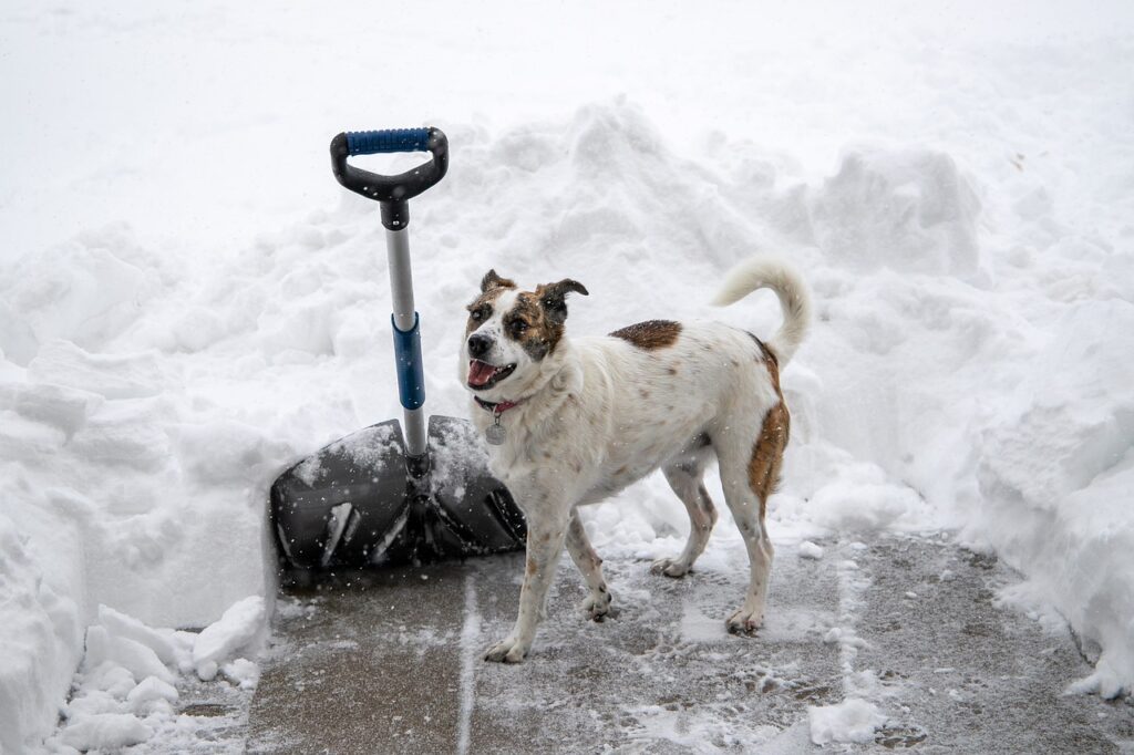 Winter Hund Schneeschaufel Wie bereiten Sie Ihre Terrasse auf den Winter vor