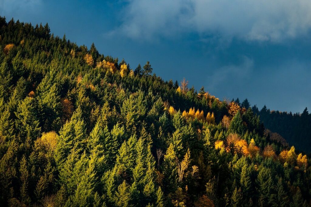 Herbst Natur Wald Im Schwarzwald wandern Beste Trails