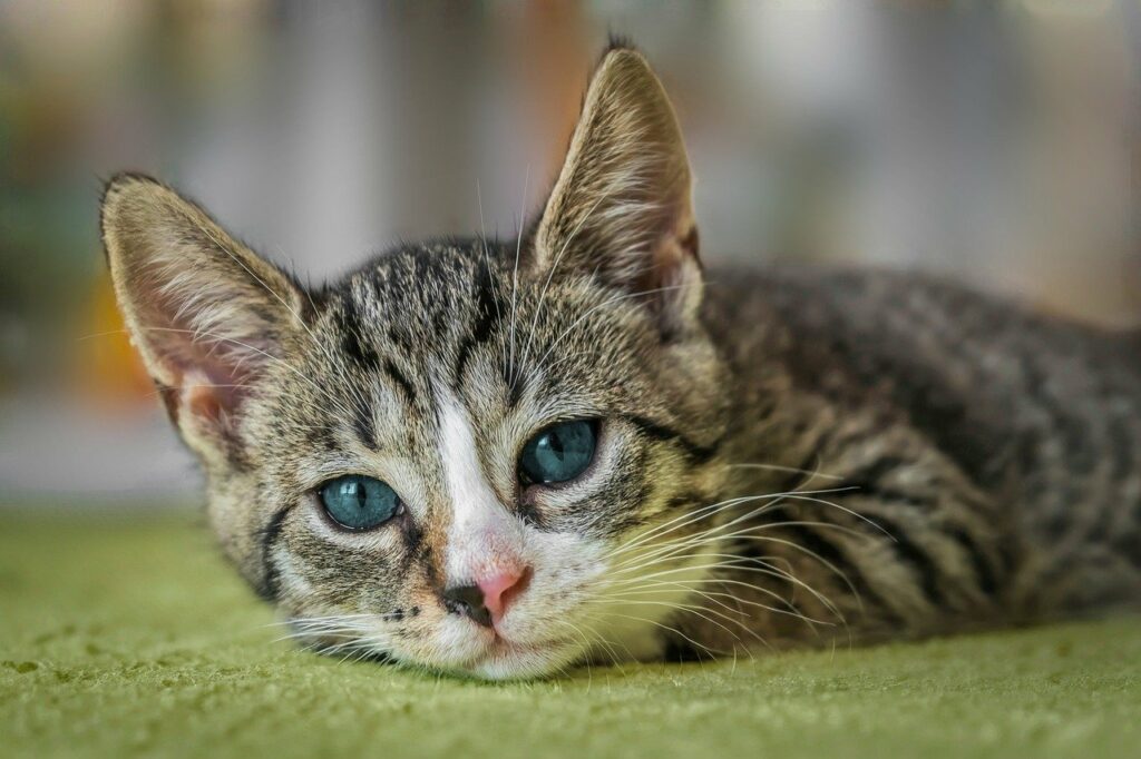 europäische Kurzhaar Katze schönes Gesicht Die beliebtesten Haustiere Deutschlands Top 10