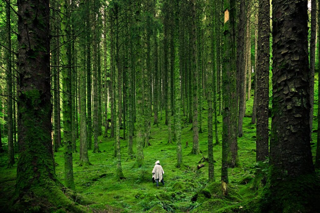 riesige Bäume Person Wald Den Wald schützen So kann jeder helfen