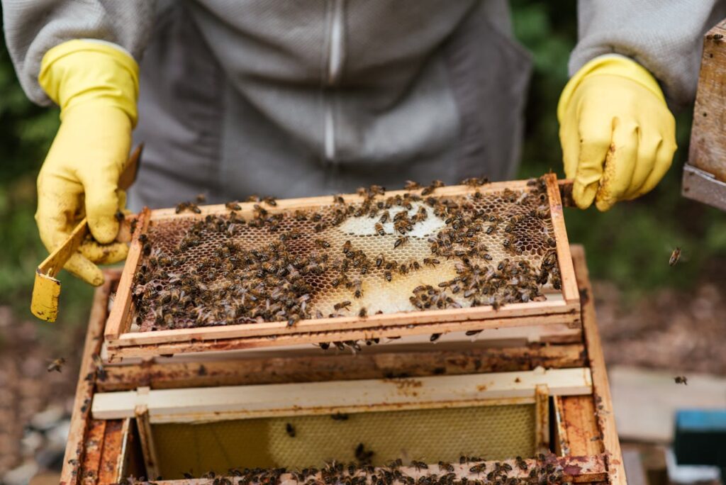 Imker Bienen Imkerei Bienenzucht in Deutschland Ein beliebtes Hobby