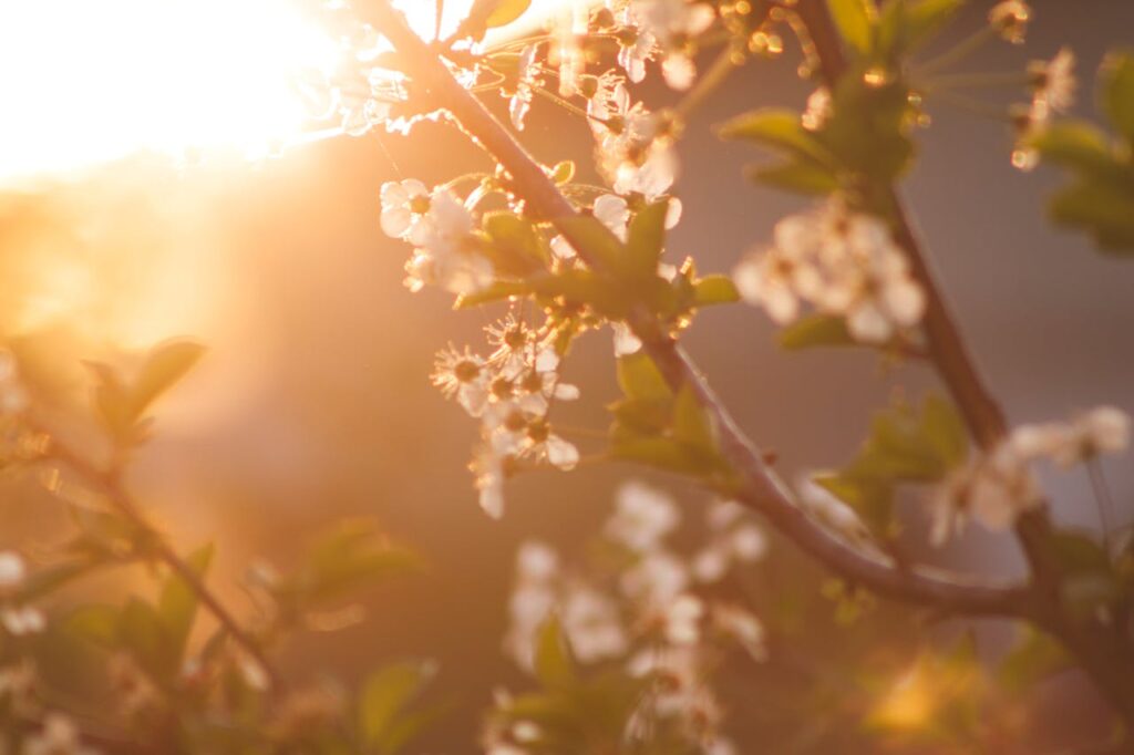 Frühling Sonne Baum Frühjahr Wenn die Natur erwacht & die Schädlinge mit ihr