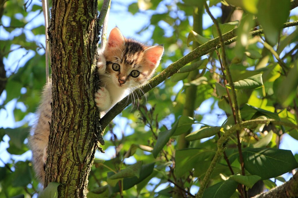 niedliche Katze klettert auf Baum Katzen – Das beliebteste Haustier in Deutschland