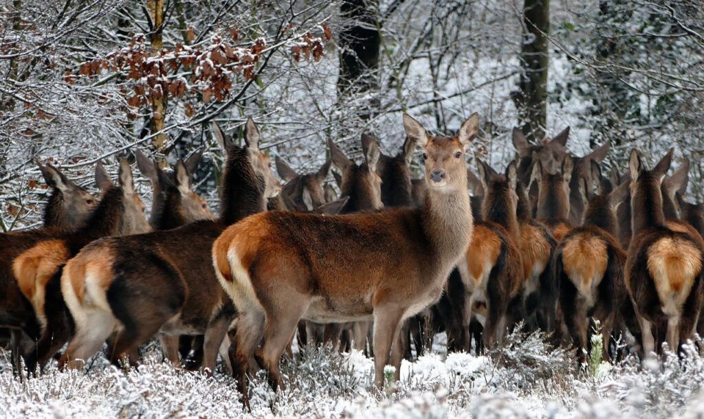 Hirsche im Wald unterwegs Herde Tiergruppennamen – Wenn Tiere zusammen eine Einheit bilden
